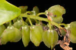 Buckwheat tree <BR>Black titi